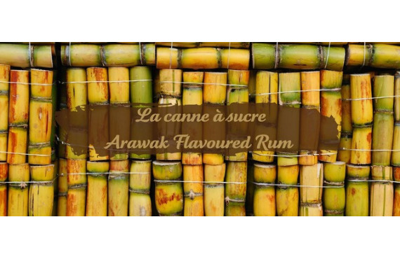 HISTOIRE DE LA CANNE A SUCRE ET DU RHUM 